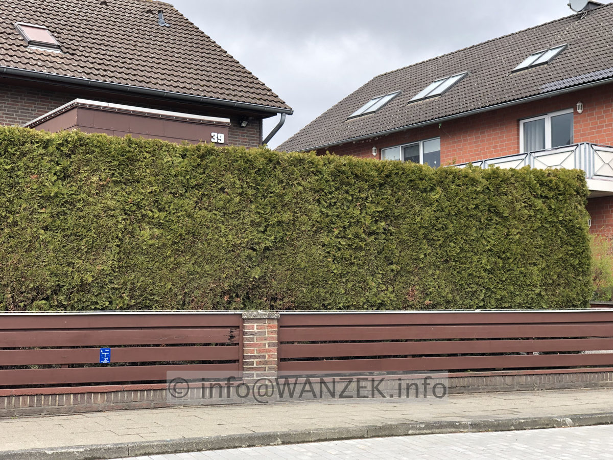 Hecke Thuja Smaragd 003 geschnitten.JPG